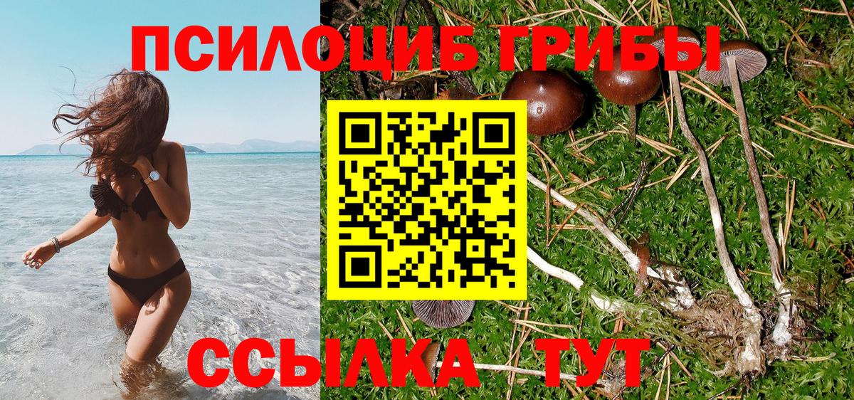 Псилоцибиновые грибы Psilocybine cubensis  Псилоцибиновые грибы мицелий  Вход с VPN  Кыштым 